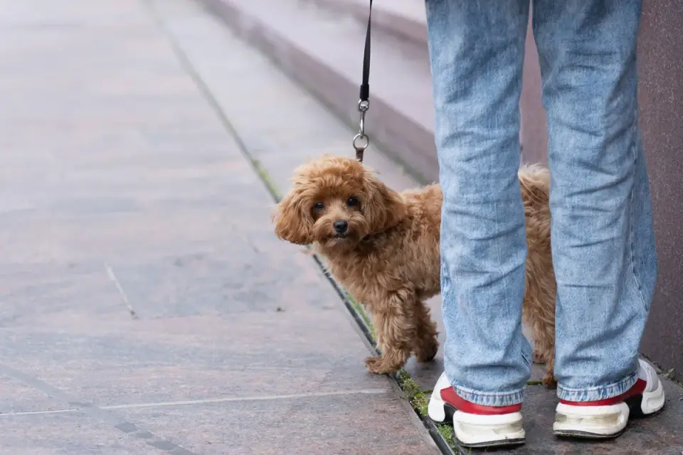 An older dog walking uphill on a leash with its owner