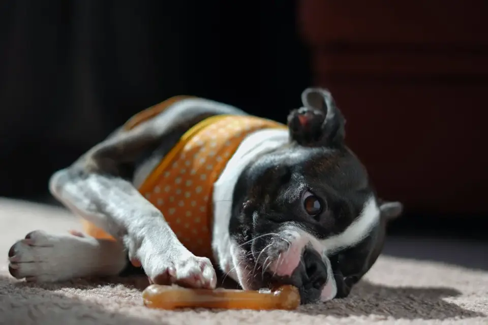 An owner offering a soft chew treat to a relaxed dog on a couch