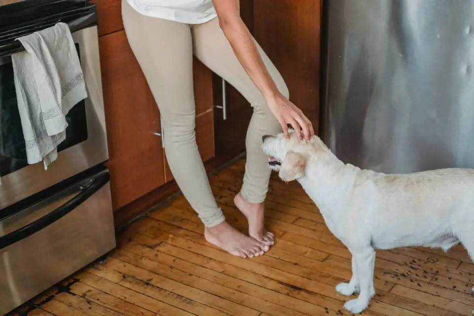 An owner reading a supplement label while a large dog waits nearby in the kitchen