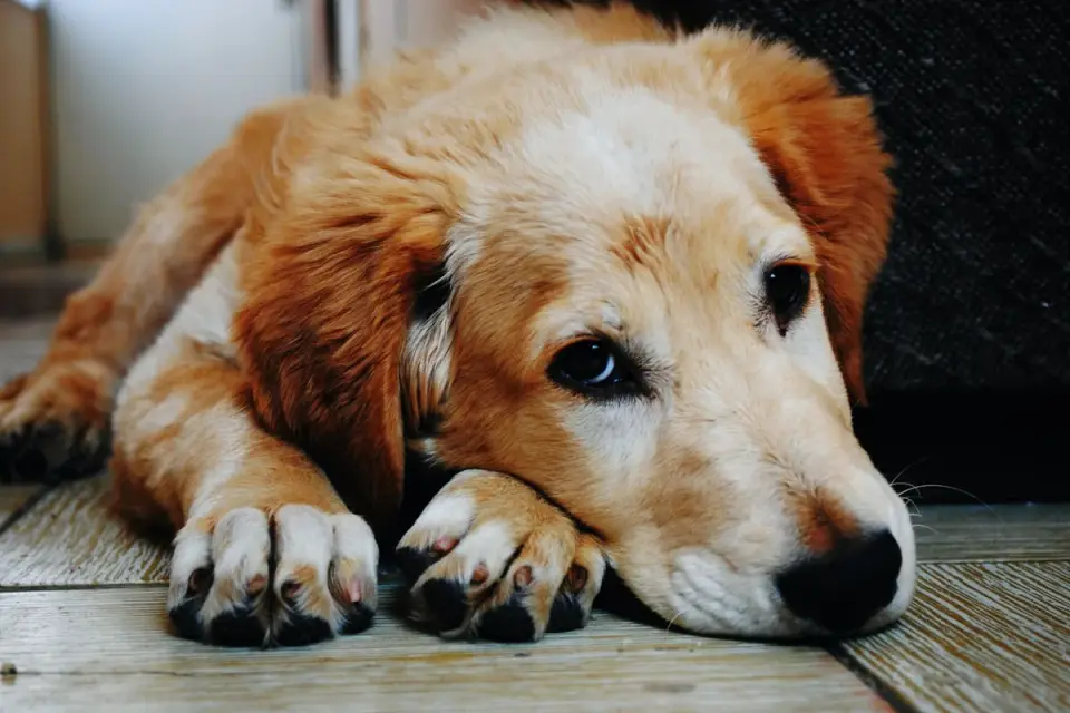 Gray-muzzled senior golden retriever resting calmly on a wood floor