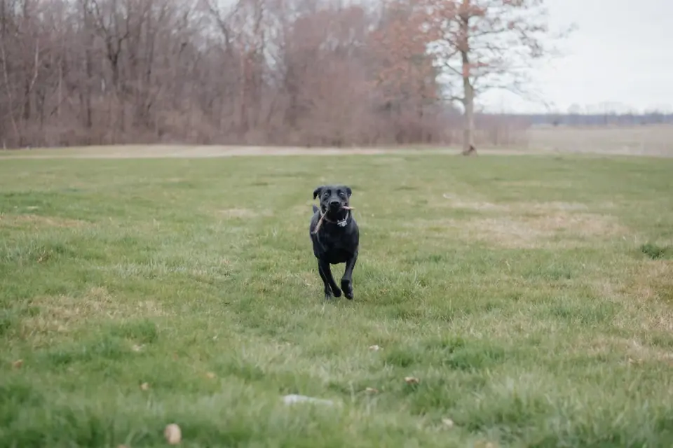 Middle-aged Labrador retriever running after a ball in a backyard