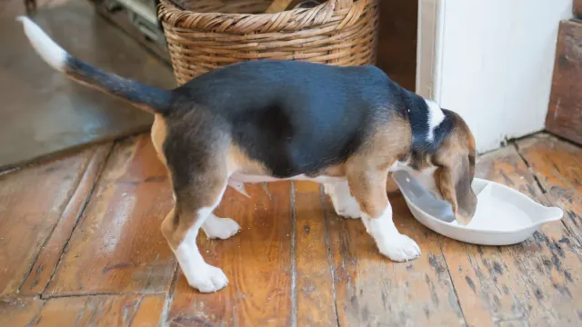 Older dog eating from a bowl next to a small pile of supplement chews on a kitchen floor