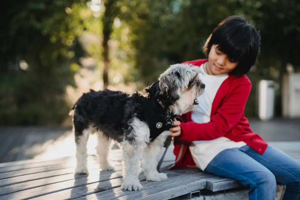 Older dog with an owner in a park