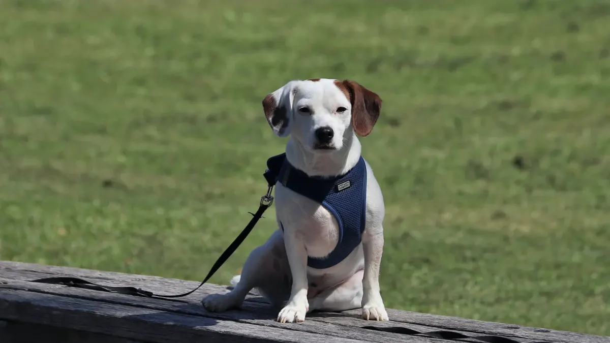 Older dog with an owner in a park