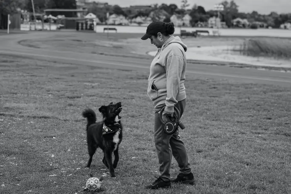 Older dog with an owner in a park