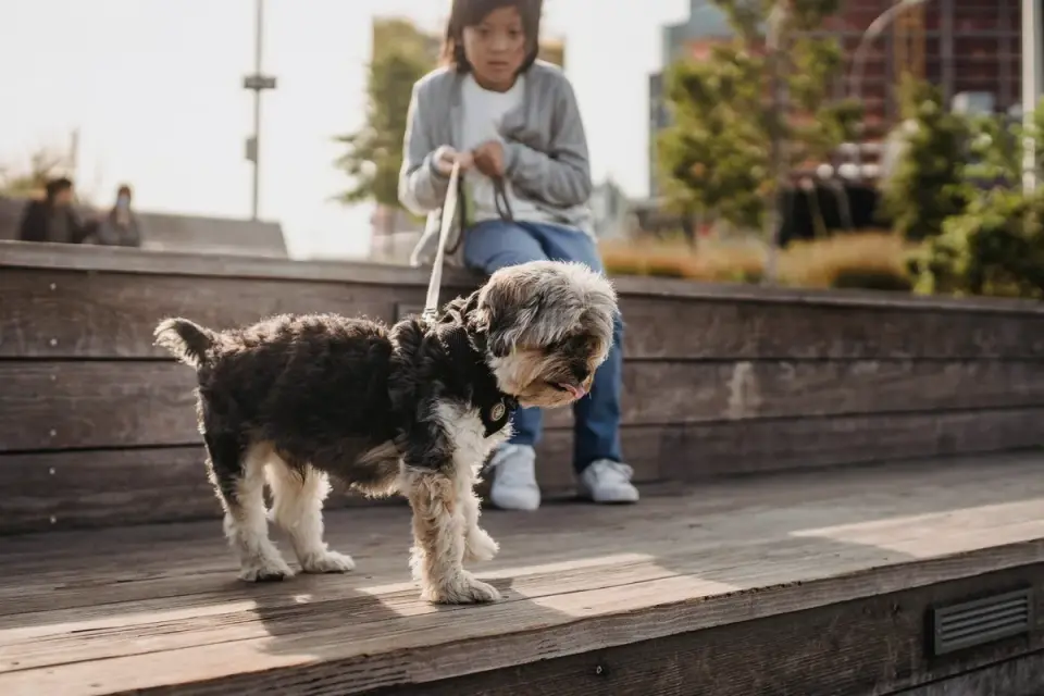 Older dog with an owner in a park