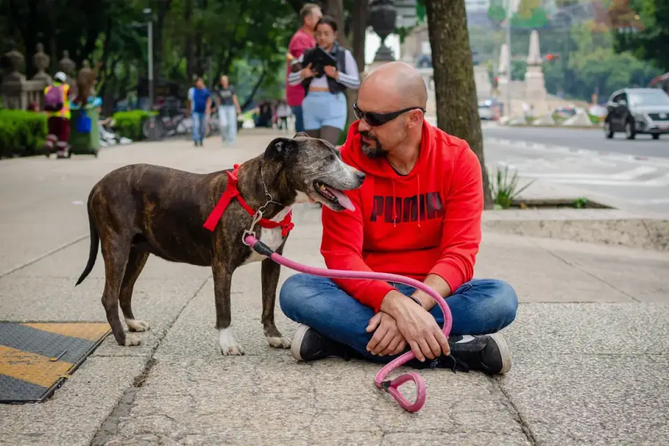 Older dog with an owner in a park