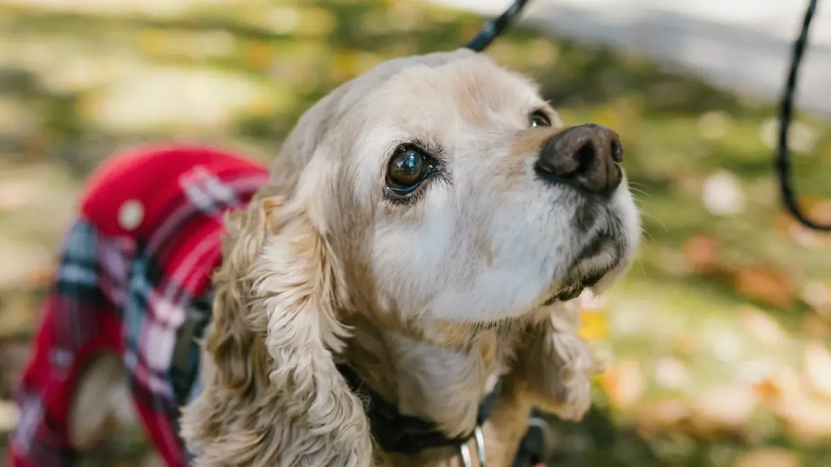 Older dog with an owner in a park
