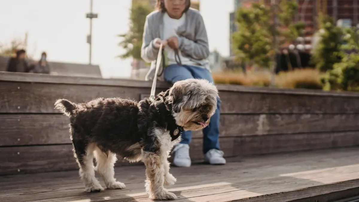 Older dog with an owner in a park