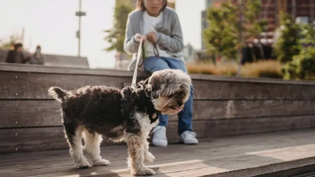 Older dog with an owner in a park