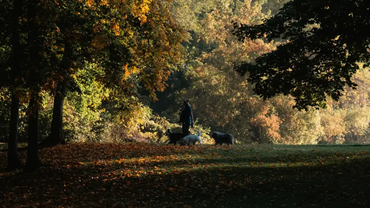 Older dog with an owner in a park