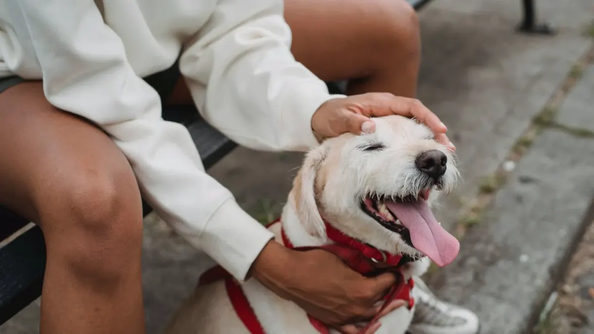 Older dog with an owner in a park