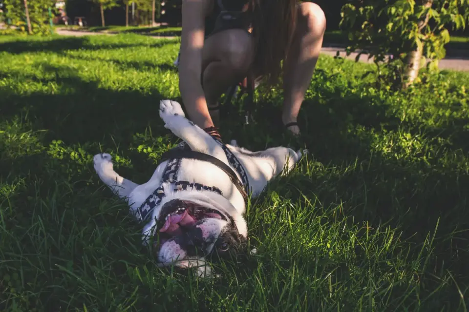 Older dog with an owner in a park