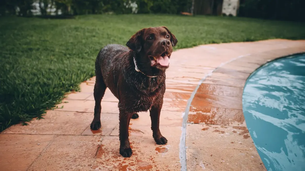 Older Labrador standing alert in a sunny backyard