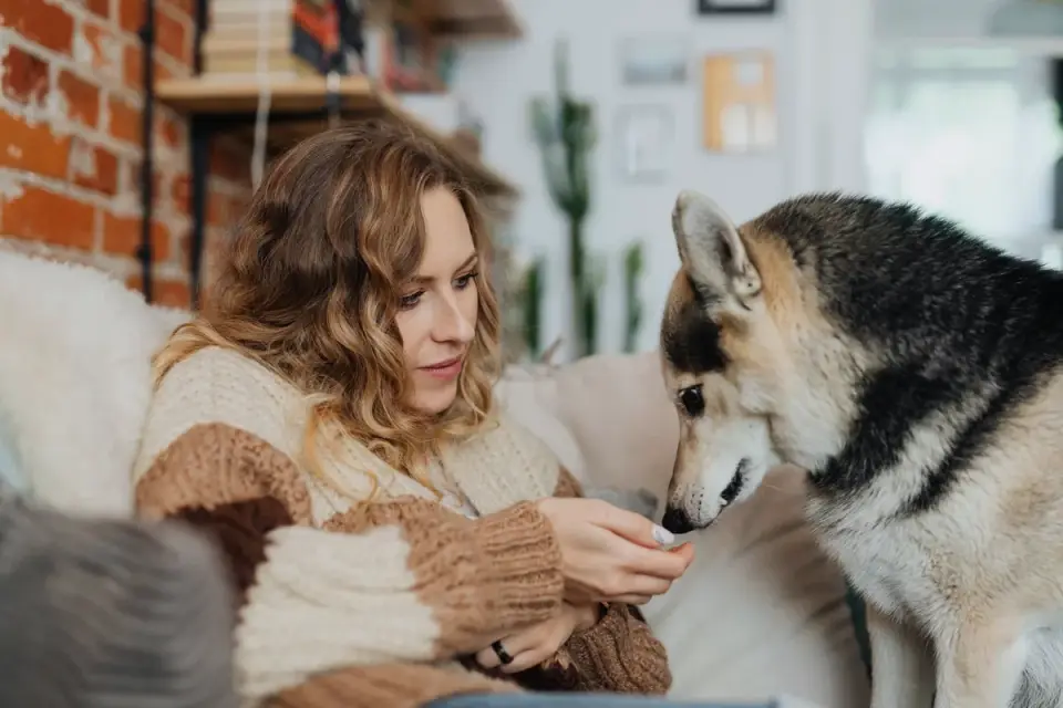 Person offering a soft chew by hand to an older dog in a kitchen