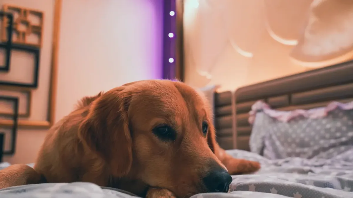 Senior dog lying calmly on an orthopedic bed