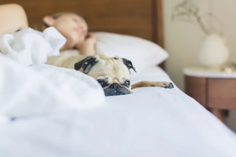 Senior dog lying calmly on an orthopedic bed