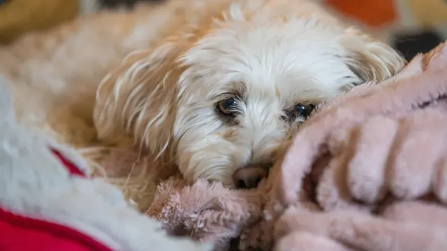 Senior dog resting at home