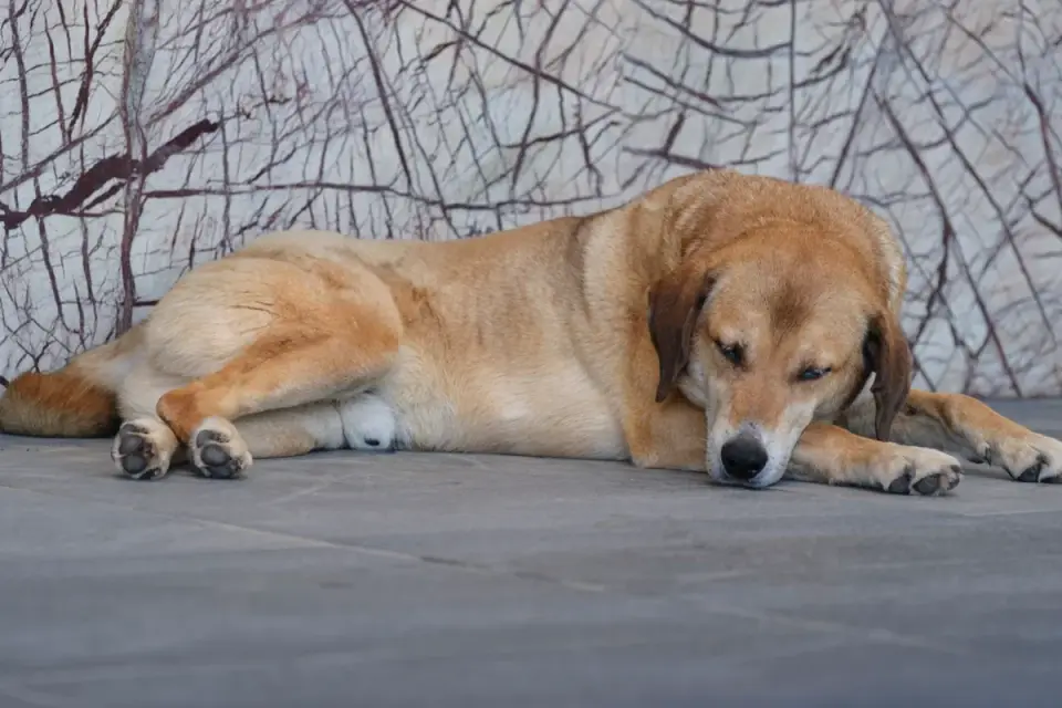 Senior dog resting at home