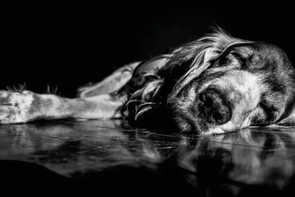 Senior dog resting at home
