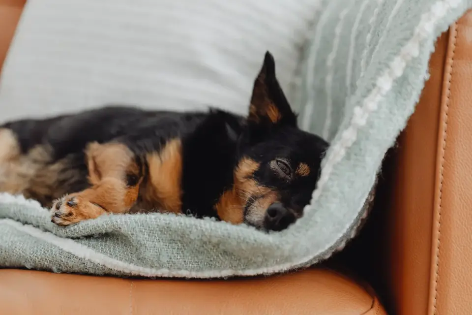 Senior dog resting at home