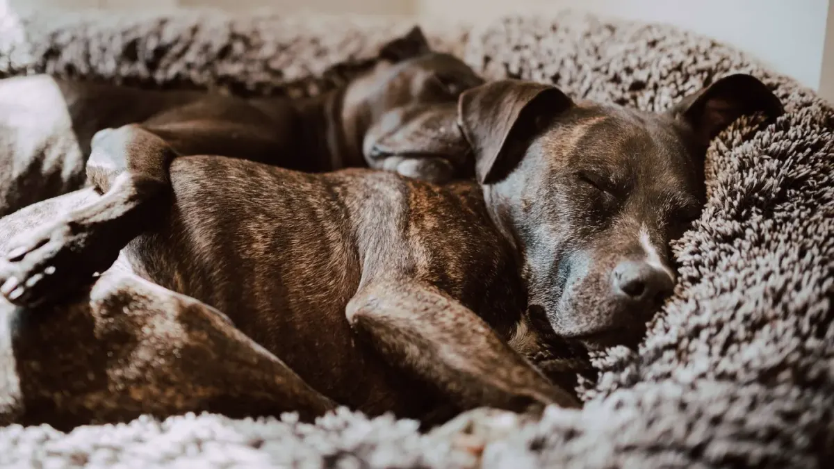Senior dog resting at home