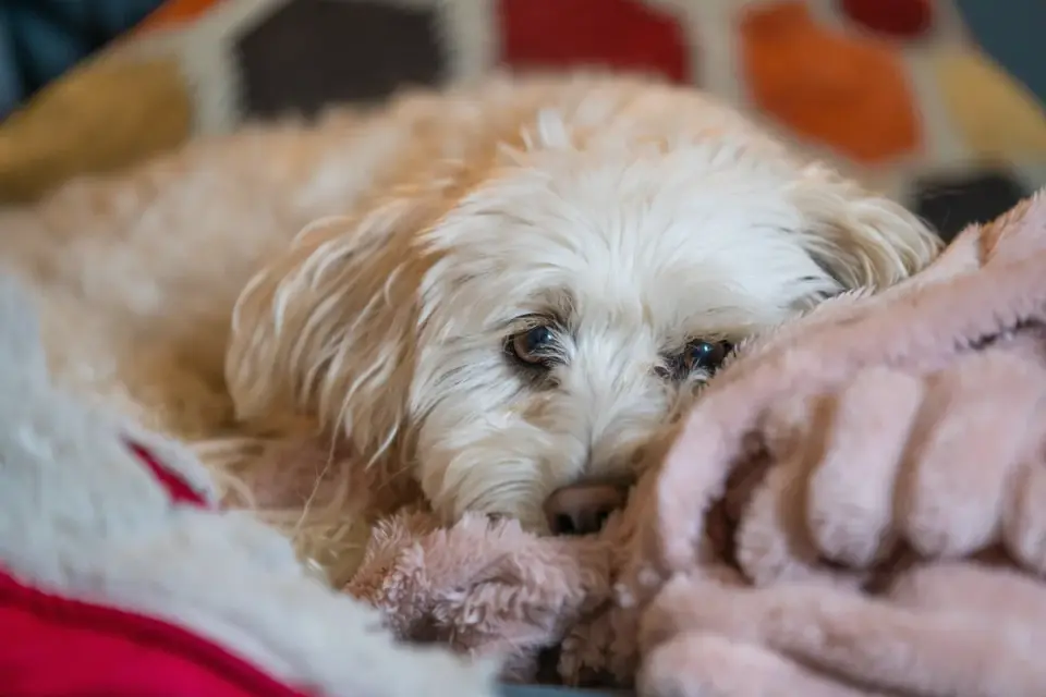 Senior dog resting at home