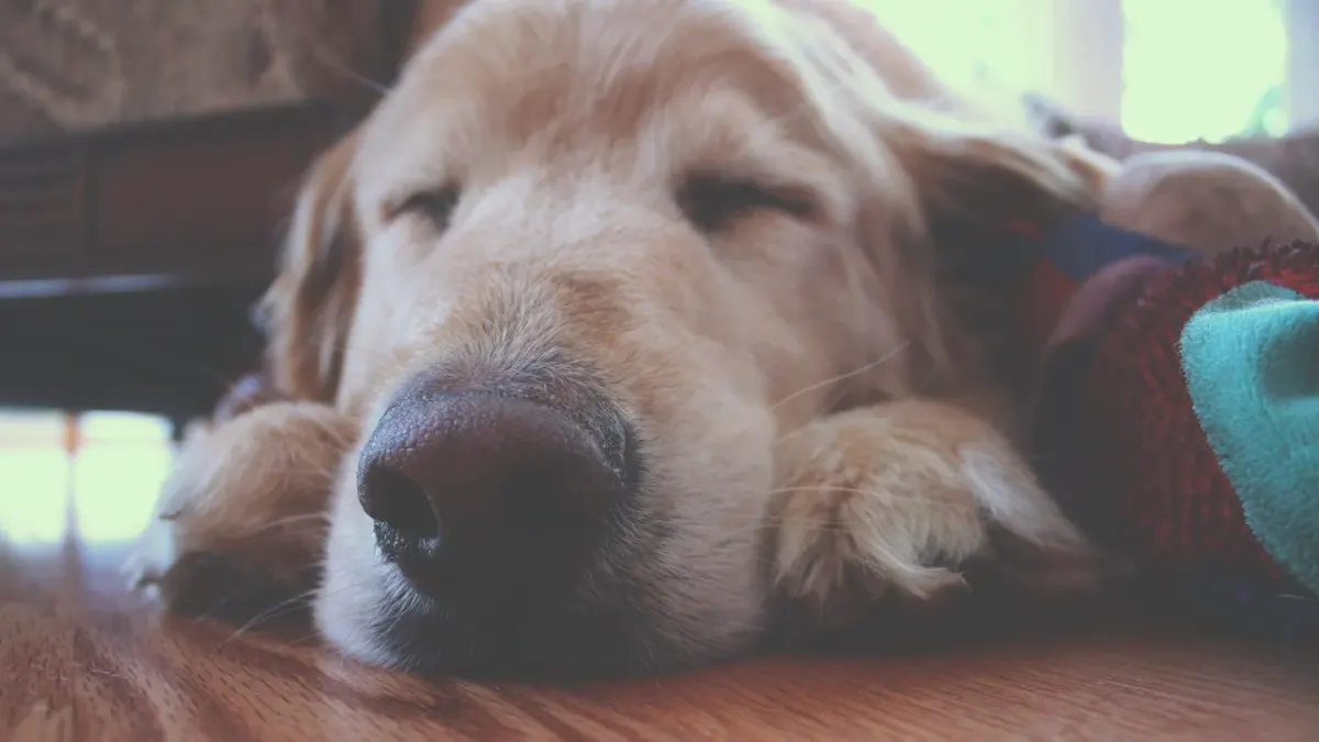 Senior dog resting at home
