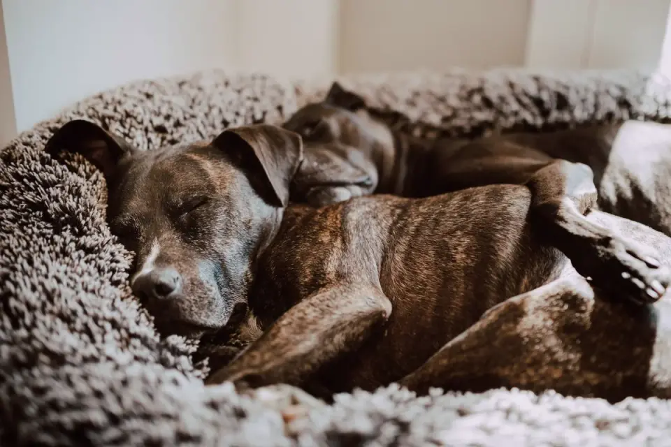 Senior dog resting at home