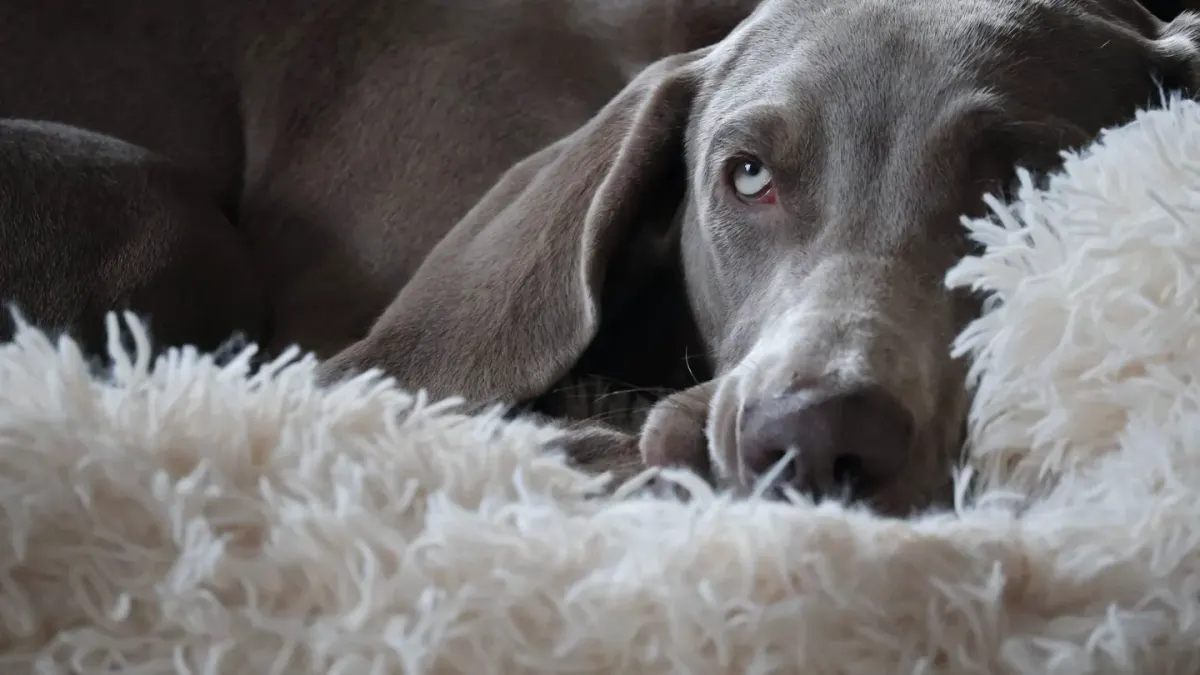 Senior dog resting at home
