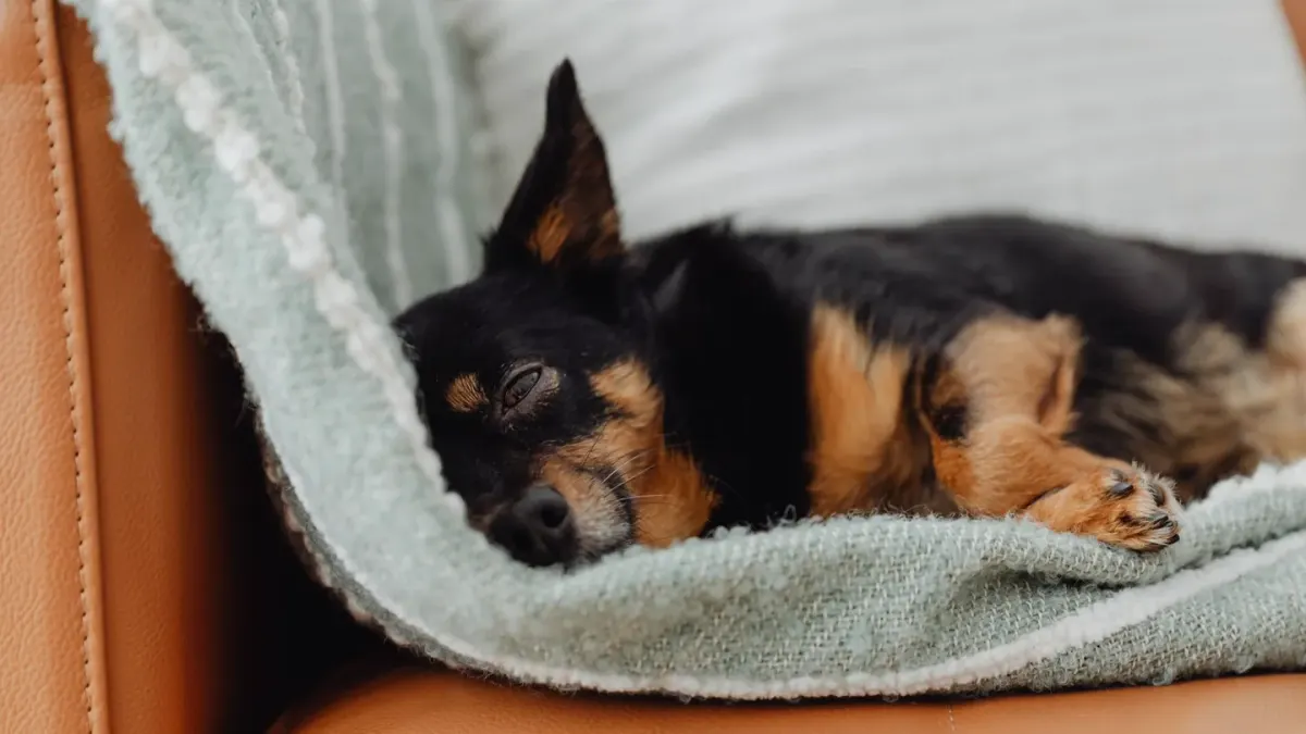 Senior dog resting at home