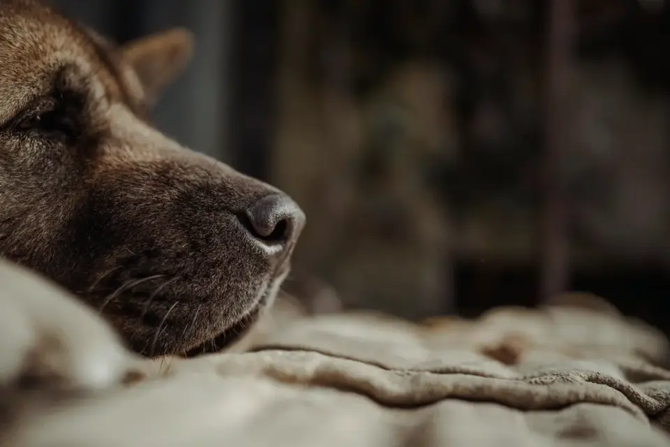 Senior dog resting at home