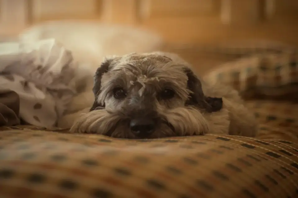 Senior dog resting at home