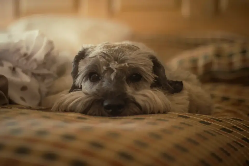 Senior dog resting at home