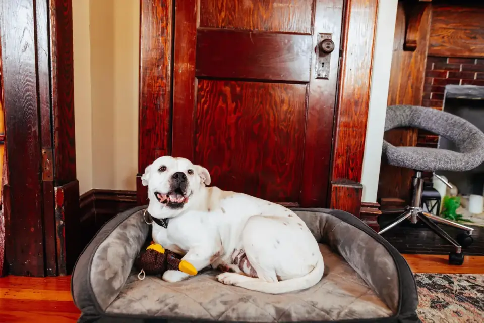 Senior dog resting at home