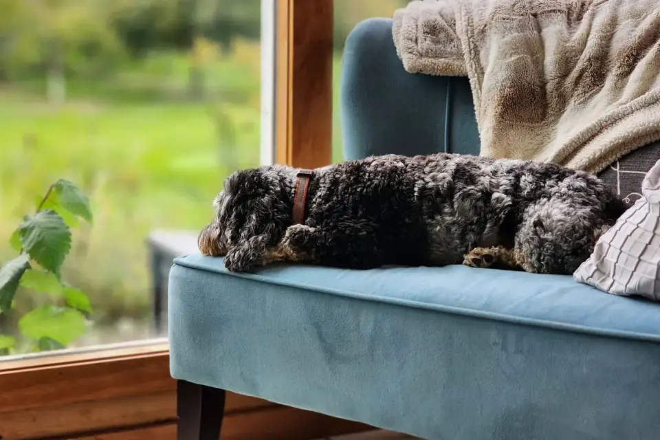 Senior dog resting at home