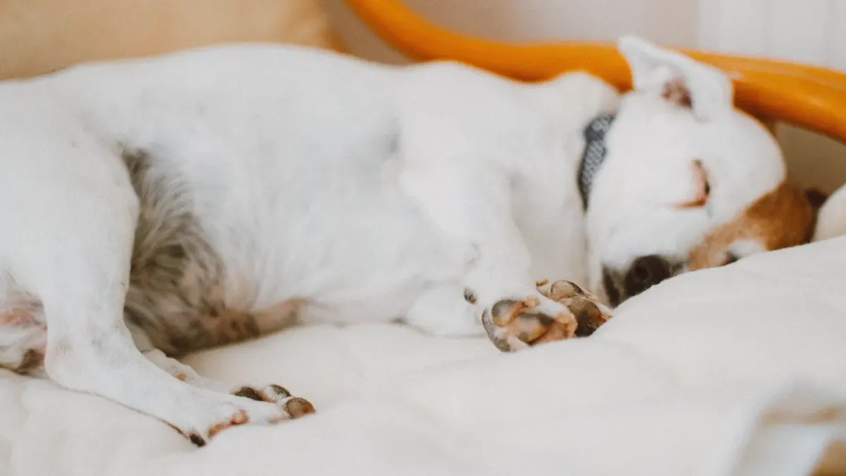 Senior dog resting at home