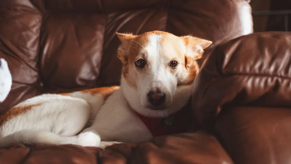 Senior dog resting at home