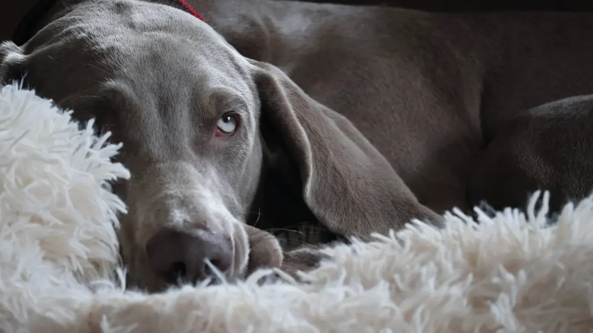 Senior dog resting at home