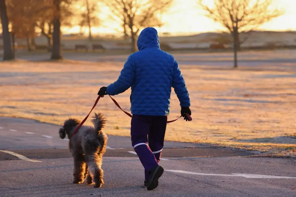 Senior dog walking with an owner