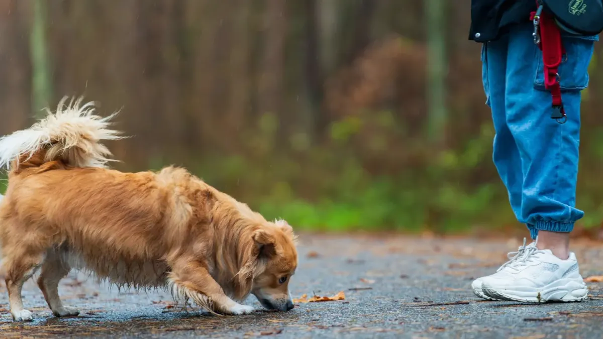 Senior dog walking with an owner