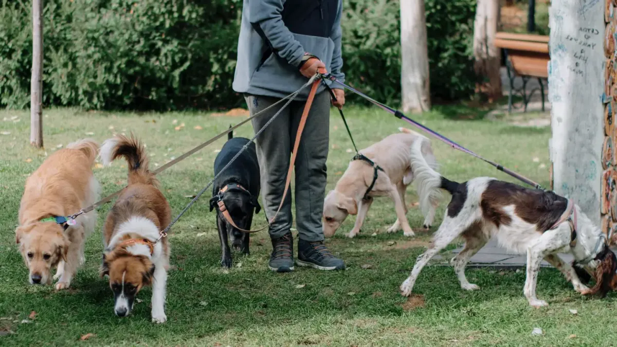 Senior dog walking with an owner
