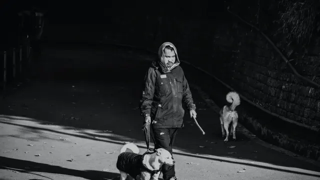 Senior dog walking with an owner