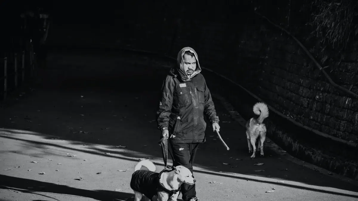 Senior dog walking with an owner