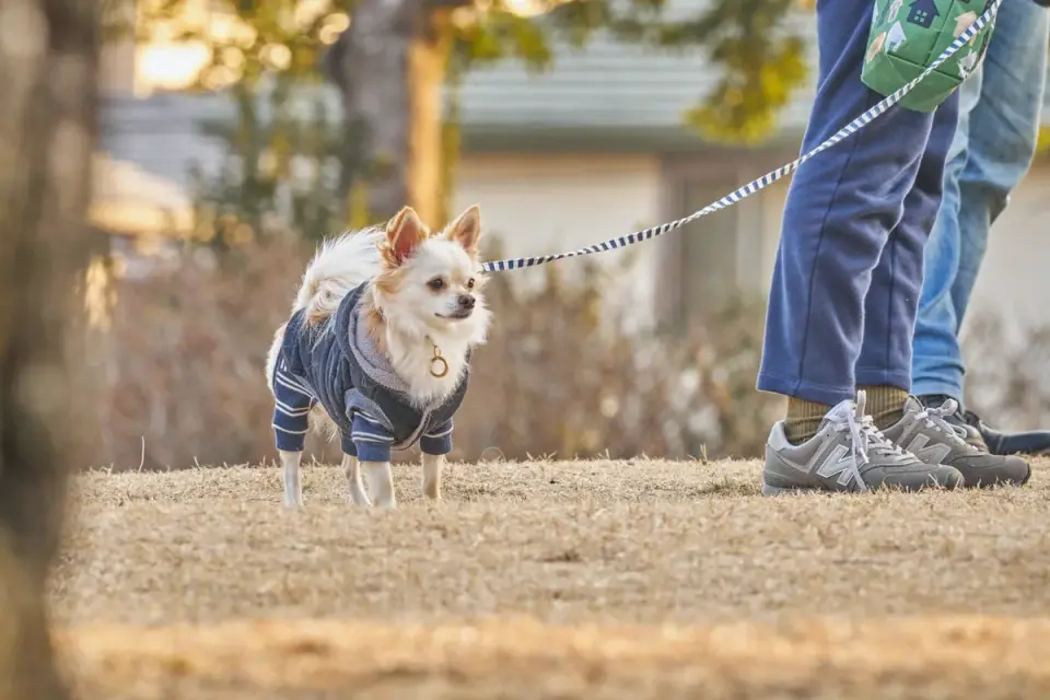 Senior dog walking with an owner