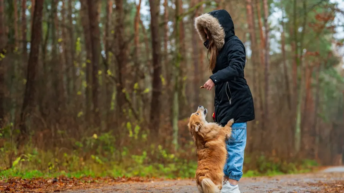 Senior dog walking with an owner