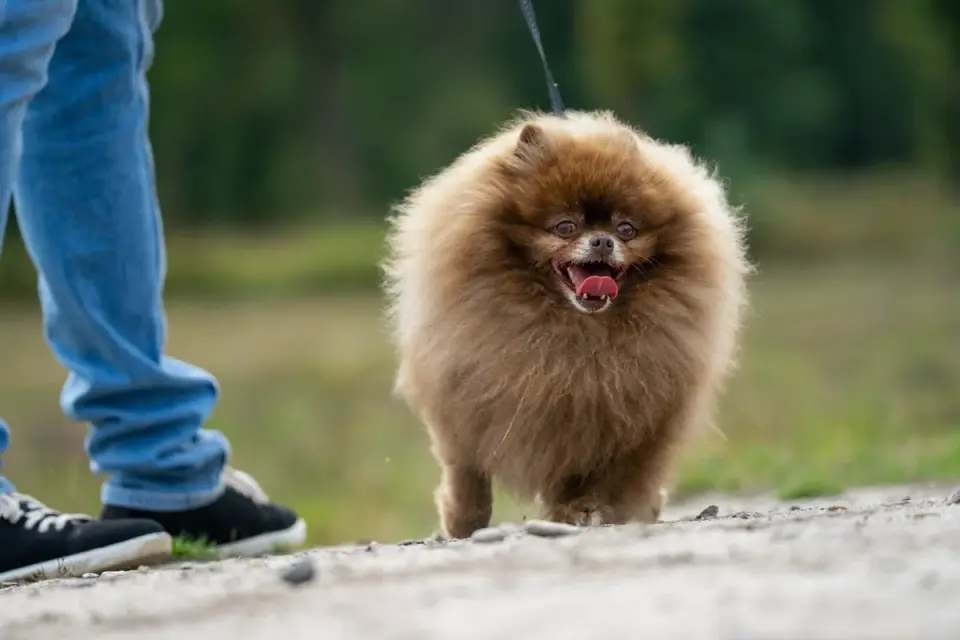 Senior dog walking with an owner