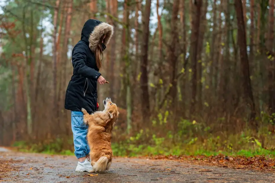 Senior dog walking with an owner