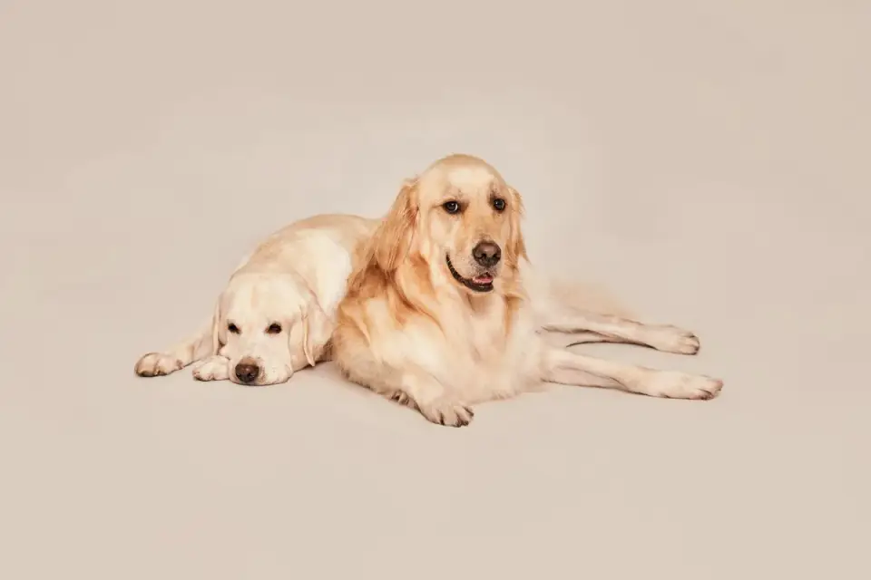 Senior golden retriever lying calmly on a dog bed