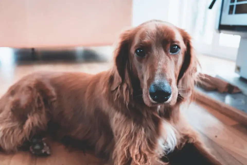 Senior golden retriever lying calmly on a living room floor